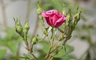 Як боротися з попелицею на трояндах: обробка хімічними і народними засобами, профілактика