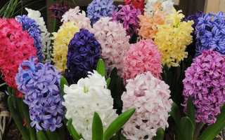 Гіацинти — вигонка в горщиках для успішного цвітіння, відео