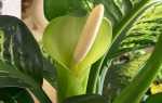 Диффенбахія плямиста — різновиди рослини, особливості догляду, відео