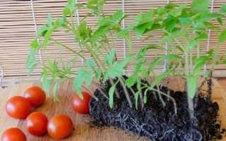 Коли висаджувати помідори у відкритий грунт розсадою, як підв’язувати, відео