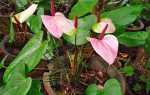 Квітка антуріум — як розмножити живцями, відростками, повітряними корінням, відео