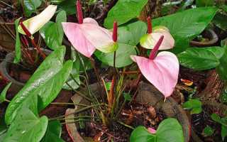 Квітка антуріум — як розмножити живцями, відростками, повітряними корінням, відео