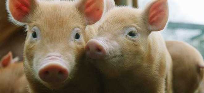 Комбікорм для свиней — склад, ціна, скільки з’їдає комбікорму свиня в день, відео