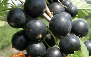 Кращі сорти чорної смородини з великими ягодами.
