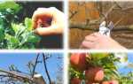Коли обрізати яблуні навесні, влітку і восени, терміни, відео
