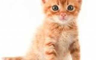 Як вивести бліх у кошеняти: позбавлення та профілактика