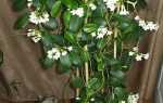 Жасмин мадагаскарський — кімнатна рослина, особливості вирощування, догляд, відео