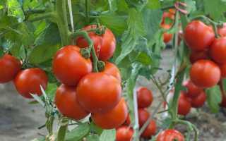 Метод Маслова — посадка і вирощування помідорів, відео