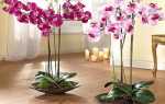 Добриво Боні Форте для орхідей з бурштинової кислотою — відео