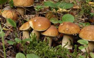 Як виростити гриби з міцелію на городі, рекомендації, відео