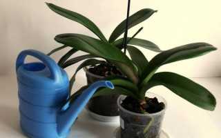 Мідний купорос для орхідей — як проводити обробку, як приготувати розчин, відео