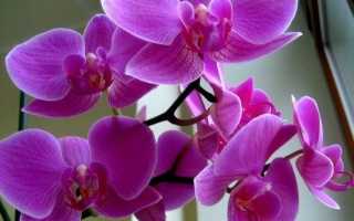 Орхідея квітка. Опис і догляд за орхідеєю