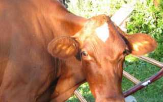 Молочні корови і цукерки Skittles, досвід зарубіжних фермерів, відео