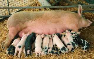Розведення свиней в домашніх умовах для початківців, найефективніший відгодівлю, вирощування поросят як бізнес, план по розведенню свиней, відео