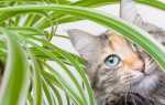 Як захистити кімнатні рослини від кішки?