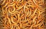 Як розводити і вирощувати черв’яків для годування курей, відео