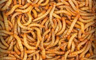 Як розводити і вирощувати черв’яків для годування курей, відео