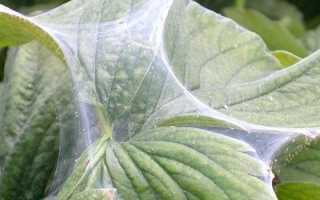 Як позбутися від павутинного кліща в городі або теплиці: препарати і народні засоби