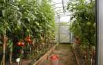Як доглядати за помідорами в теплиці — правила, поради, відео