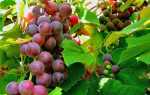 Фото хвороб винограду і їх лікування різними фунгіцидами + відео