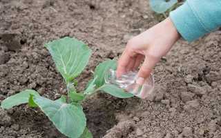 Чим підгодувати розсаду капусти, народні засоби, відео