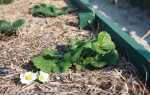Полуниця на теплих грядках — весняний догляд, відео