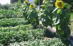 Як виростити соняшник, де і як садити, як доглядати, відео