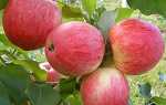 Фото і опис яблуні Мельба, посадка, догляд, полив і підгодівля + відео