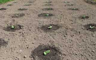 Посадка огірків у відкритий грунт насінням на 2019 рік: детальна покрокова інструкція посадки овоча і сприятливі дати |