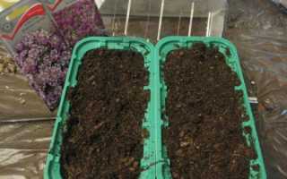 Посів насіння алиссума на розсаду — підготовка грунту, догляд, відео