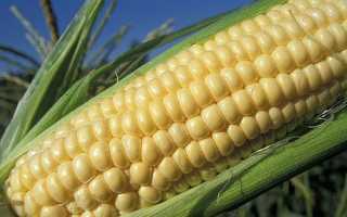 Кукурудза — стадії дозрівання, коли краще їсти, час заготівлі, відео