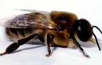Трутні в бджолиної сім’ї — навіщо потрібні, коли з’являються, відео