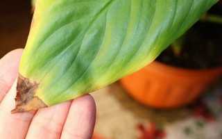 Чому сохнуть кінчики листя у кімнатних рослин? фото