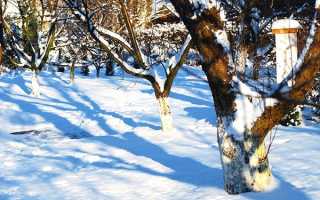 Лютий саду — зимова профілактична обрізка плодових дерев, перевірка живців, відео