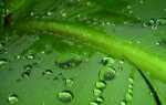 Що таке фотосинтез? Опис, особливості, фази і значення фотосинтезу