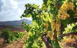Фото і опис винограду сортів — Байконур, Страшенский, Бажена, Геліос, Гала + відео