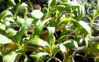 Календула — вибір насіння, вирощування розсади, висадка у відкритий грунт, відео
