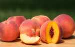 Персики — користь і шкода для організму, при вагітності і грудному вигодовуванні, калорійність, відео