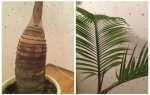 Гіофорба — справжня пляшкова пальма. Догляд в домашніх умовах. фото