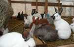 Комбікорм для кроликів — ціна, склад, виготовлення своїми руками, добова норма споживання, відео