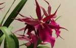 Мільтассія — різновид орхідеї, посадка, правила догляду, відео