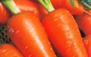 Морква Ред Кор: опис сорту, рекомендації по вирощуванню врожаю