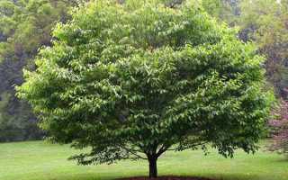 Дерево граб — фото і опис, ареал зростання, властивості, відео