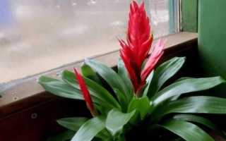 Квітка вриезия — правила догляду в домашніх умовах, температурний режим, вологість, відео