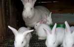 Кролі — вибір і розведення кроликів м’ясної породи, відео