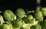 Вирощування брюссельської капусти з насіння — багатодітна капуста!