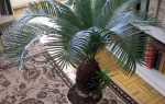 Сагова пальма цикас — догляд вдома, освітлення, грунт, горщик, відео