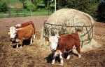 Карликові тварини на фермі — корови, бики, вівці, коні, кури, тонкощі розведення, відео