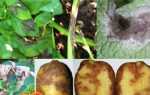 Хвороби картоплі: фото, опис, способи лікування