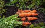 Морква Шантане: опис сорту, рекомендації по вирощуванню